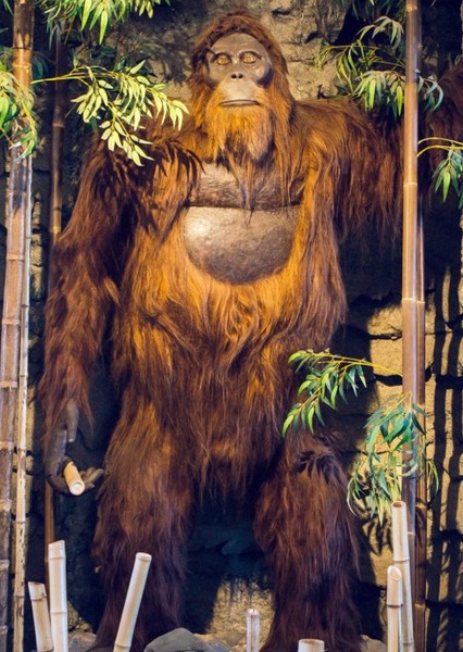 Gigantopoides photo
