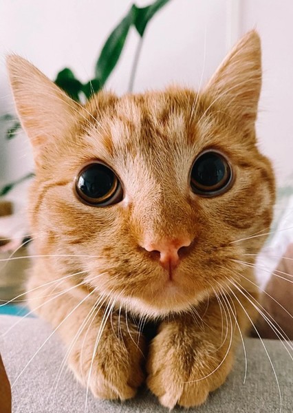 Ginger Cat photo