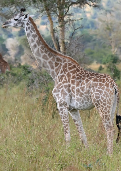 Giraffe photo