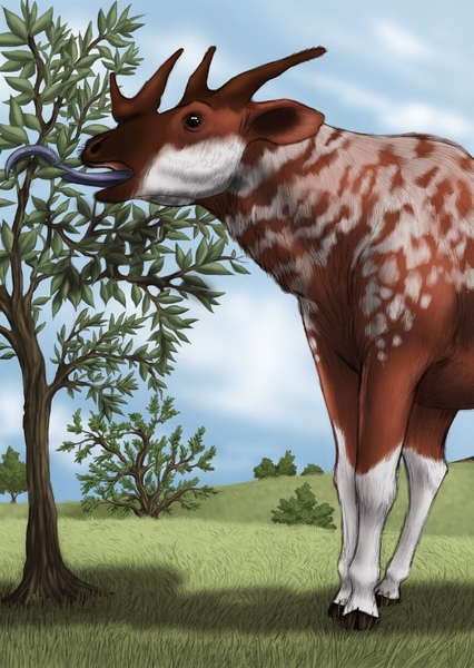 Giraffokeryx photo