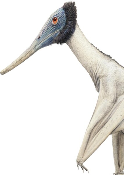Gladocephaloideus