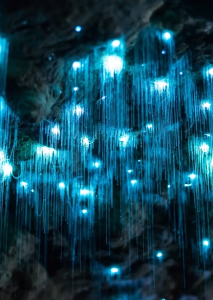 Glow Worm