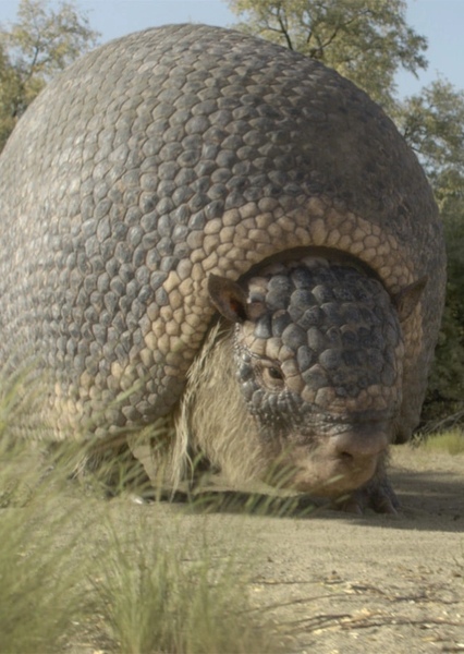 Glyptodon photo