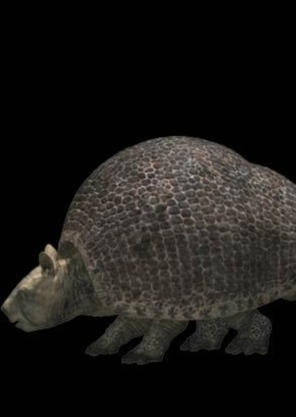 Glyptodon photo