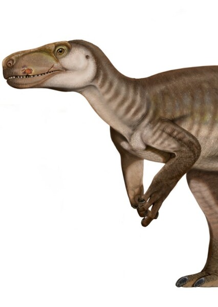 Gnathovorax photo