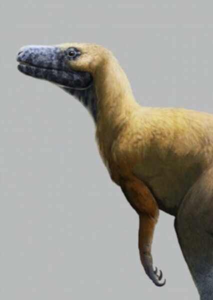 Gnathovorax photo