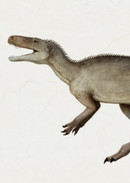 Gnathovorax photo