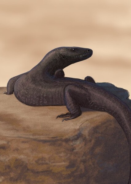 Gobiderma