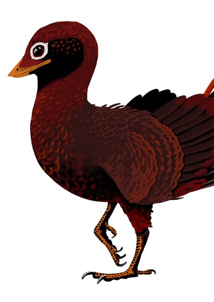 Gobipteryx photo