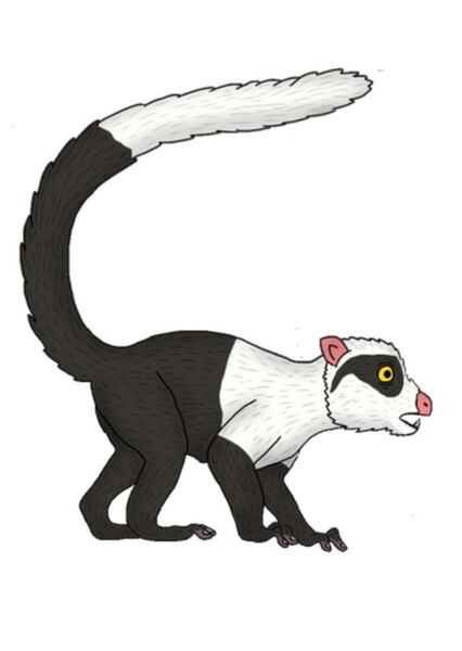 Godinotia photo