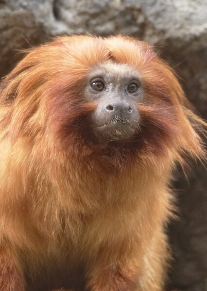 Golden Lion Tamarin