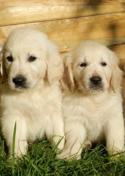 Golden Retriever photo