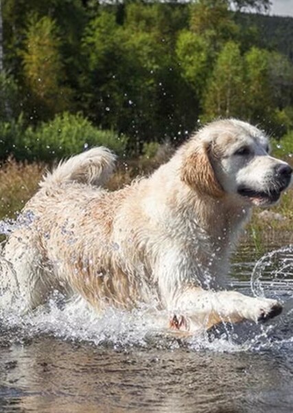 Golden Retriever photo