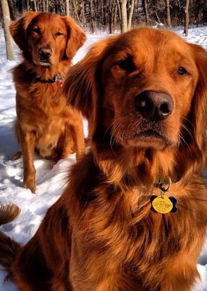 Golden Retriever