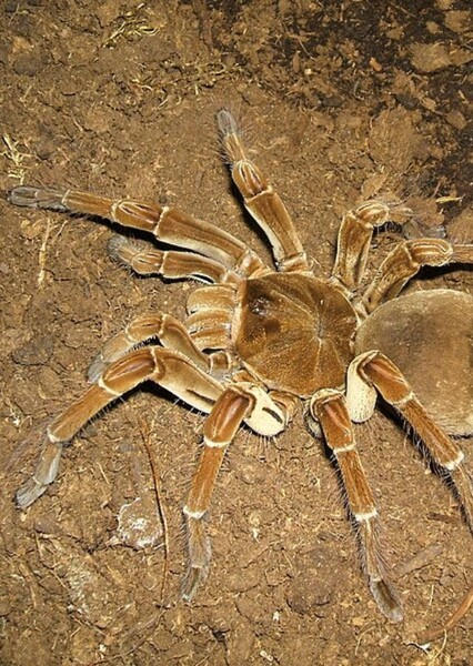 Goliath Birdeater