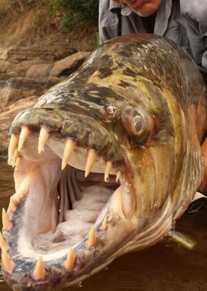 Goliath Tigerfish