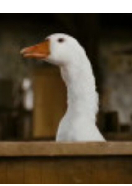 Golly the Goose (Charlotte's Web 2006) photo