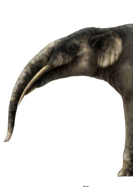 Gomphotherium