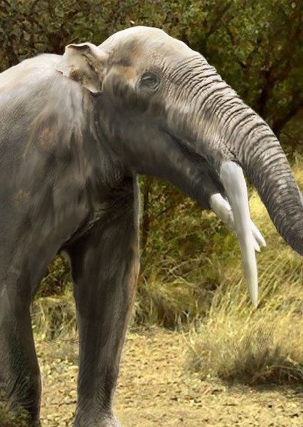 Gomphotherium photo
