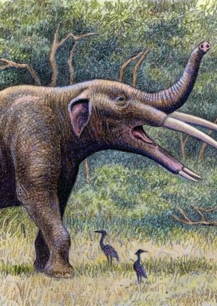 Gomphotherium photo