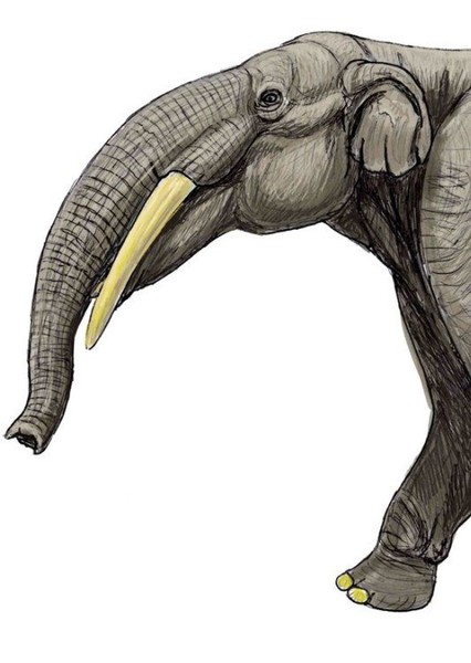 Gomphotherium photo