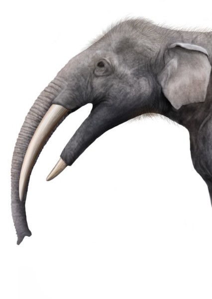 Gomphotherium photo