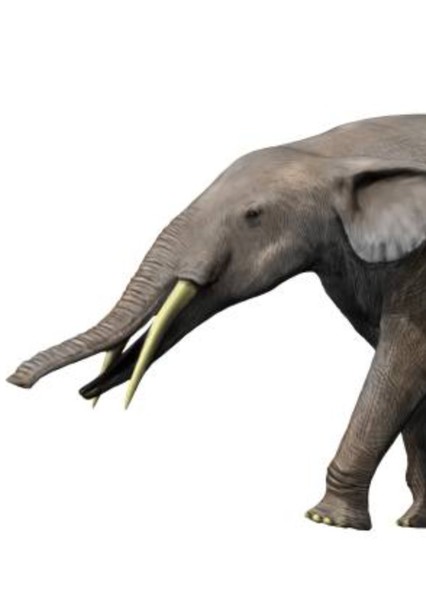 Gomphotherium photo