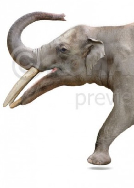 Gomphotherium photo