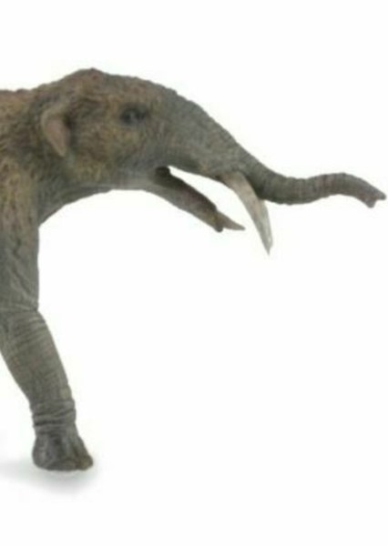 Gomphotherium photo