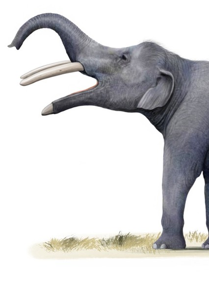 Gomphotherium photo