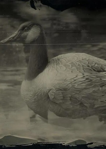 Goose photo