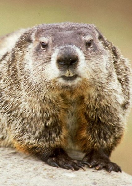 Gopher