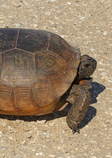 Gopher Tortoise