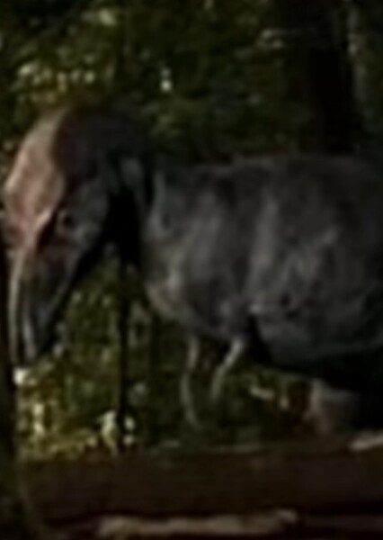 Gorgosaurus (Dinosaur Babies: The North American Story)