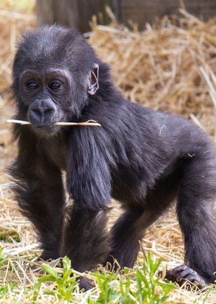 Gorilla