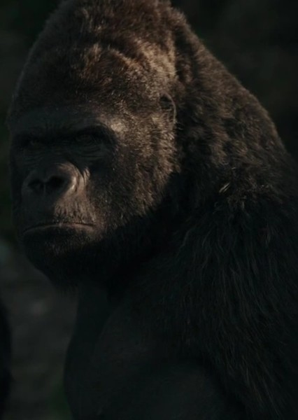 Gorilla photo