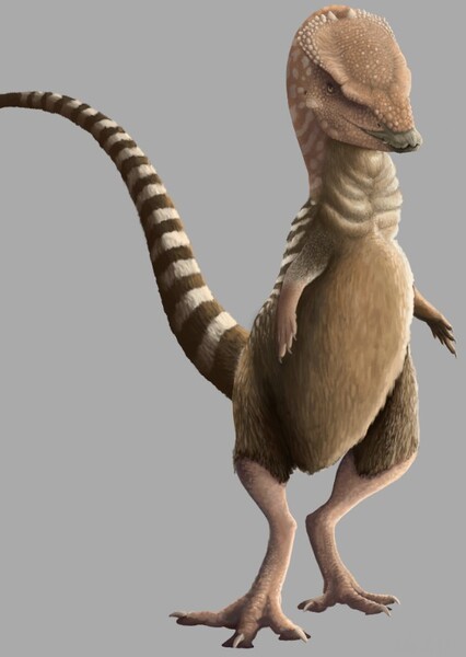 Goyocephale