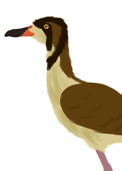 Graculavus