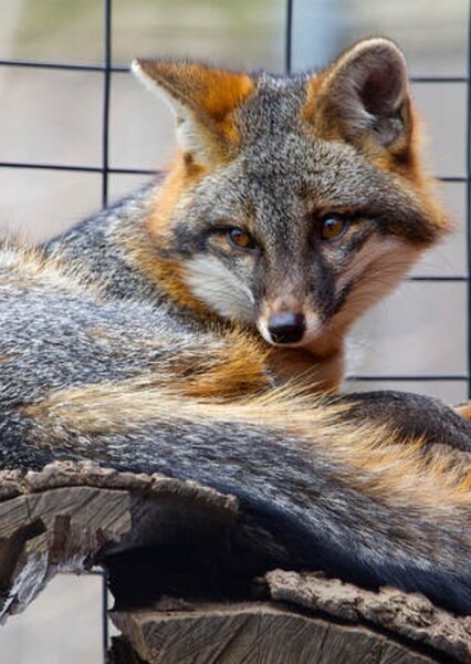 Gray fox photo