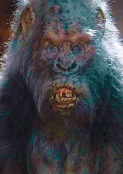 Gray Gorillas photo