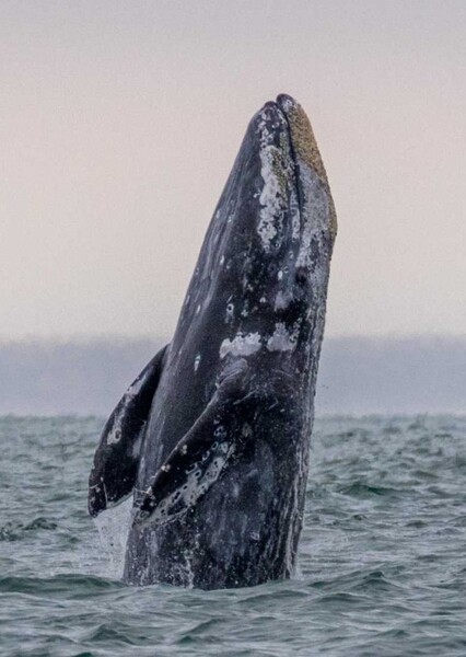 Gray Whale