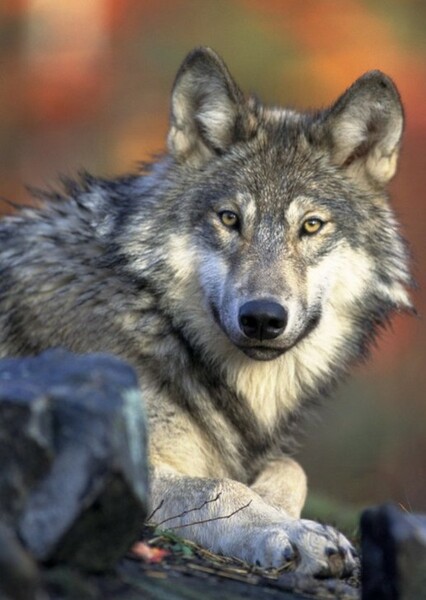 Gray Wolf photo