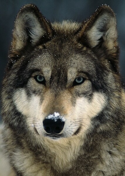 Gray Wolf photo