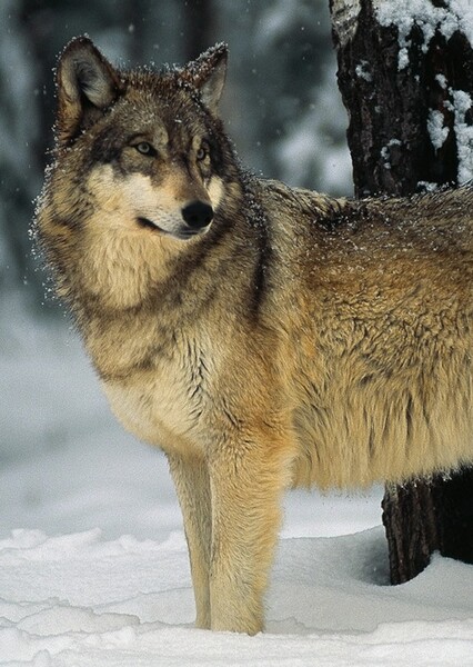 Gray Wolf (Viggo Mortensen) photo