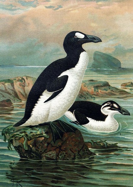 Great Auk photo