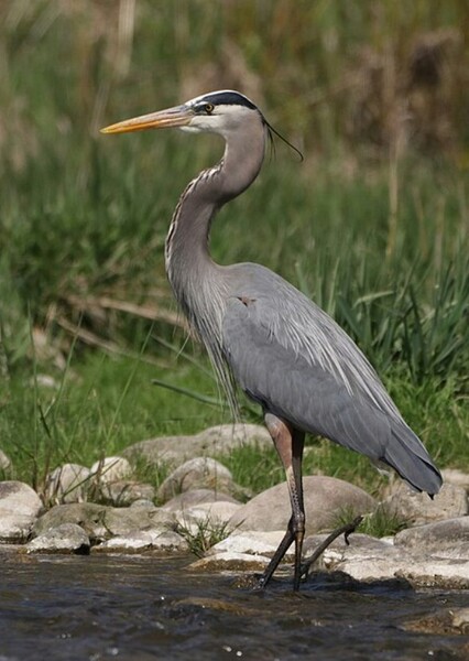 Great Blue Heron