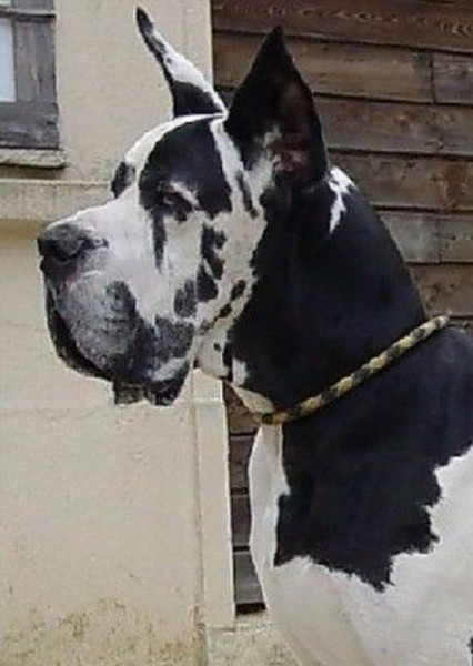 Great Dane photo