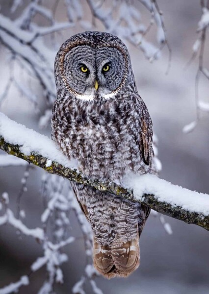 Great Grey Owl