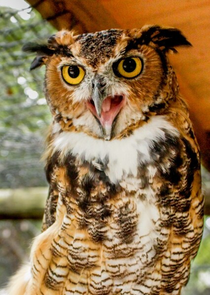 Great Horned Owl photo