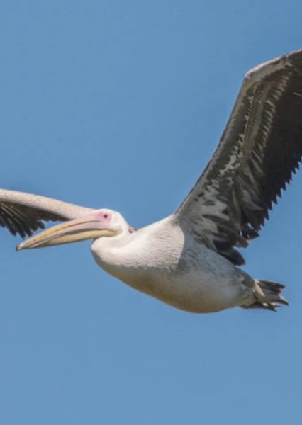 Great White Pelican photo